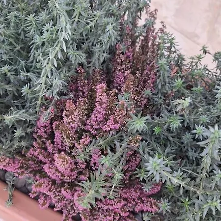 Domus 0143 فندق مبيت وإفطار سان جورجيو ايونيكو